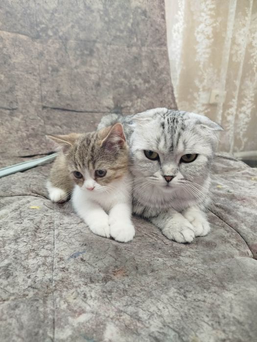 Котенок шотландский