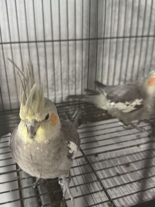 Karela sotila yosh sog’lom