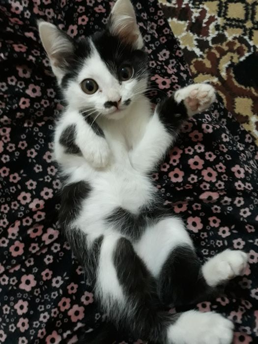 Mushuk bolasi hadiyaga