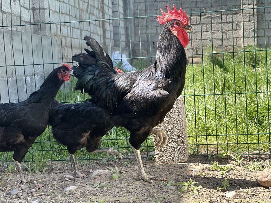 Гигант кора шахзода  (чёрный принц куры петухи цеплята) qora shahzoda.