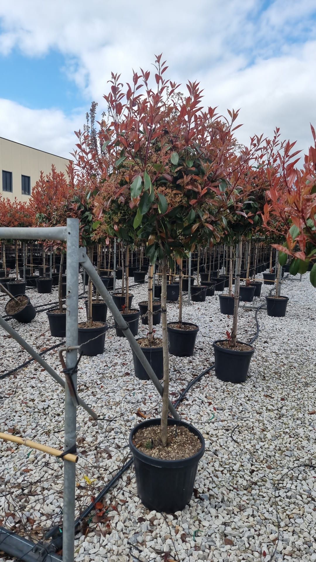 Photinia/ tuia leylandii