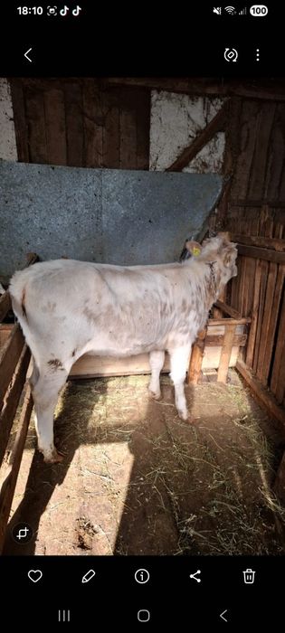 Vand vitea din monta artificiala