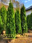 Tuia 3m, occidentalis smaragd,  leylandii verde, auriu