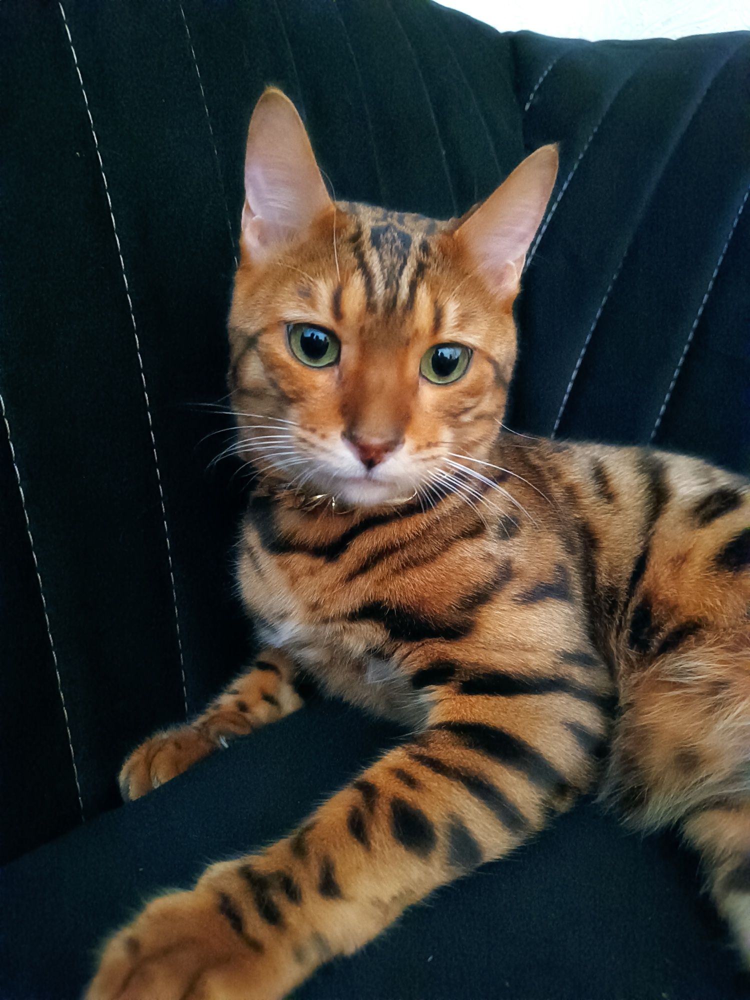 Bengaliskiy mushuk sotiladi