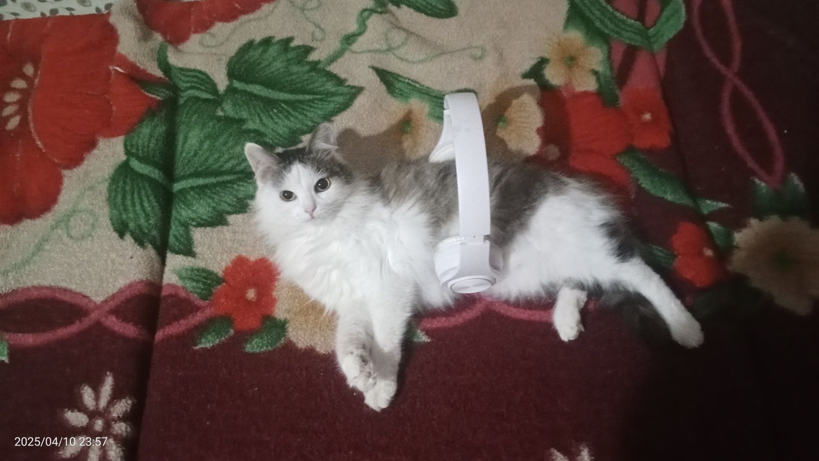 ПРОПАЛ кот срочно