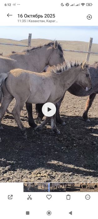 Мугалжар жабагылар!
