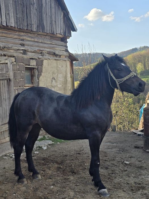 Mânza de vânzare!!!