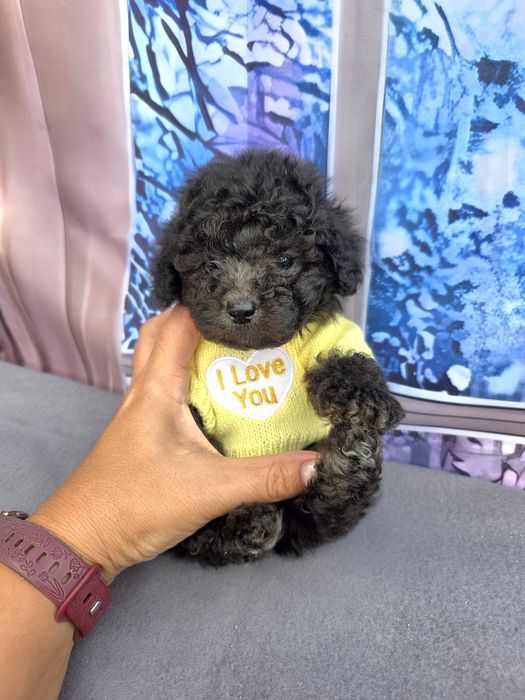 Резервирани!Пудел той сиви с документ за произход