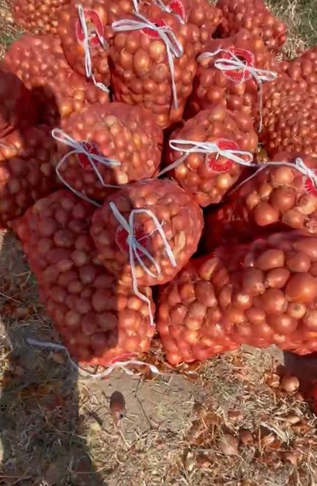 Piyoz (Лук) Sotiladi/