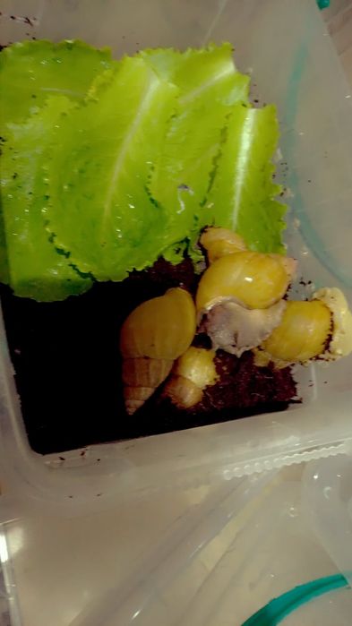 Улитки Ахатины Ретекулята Черноголовка Черноголовк