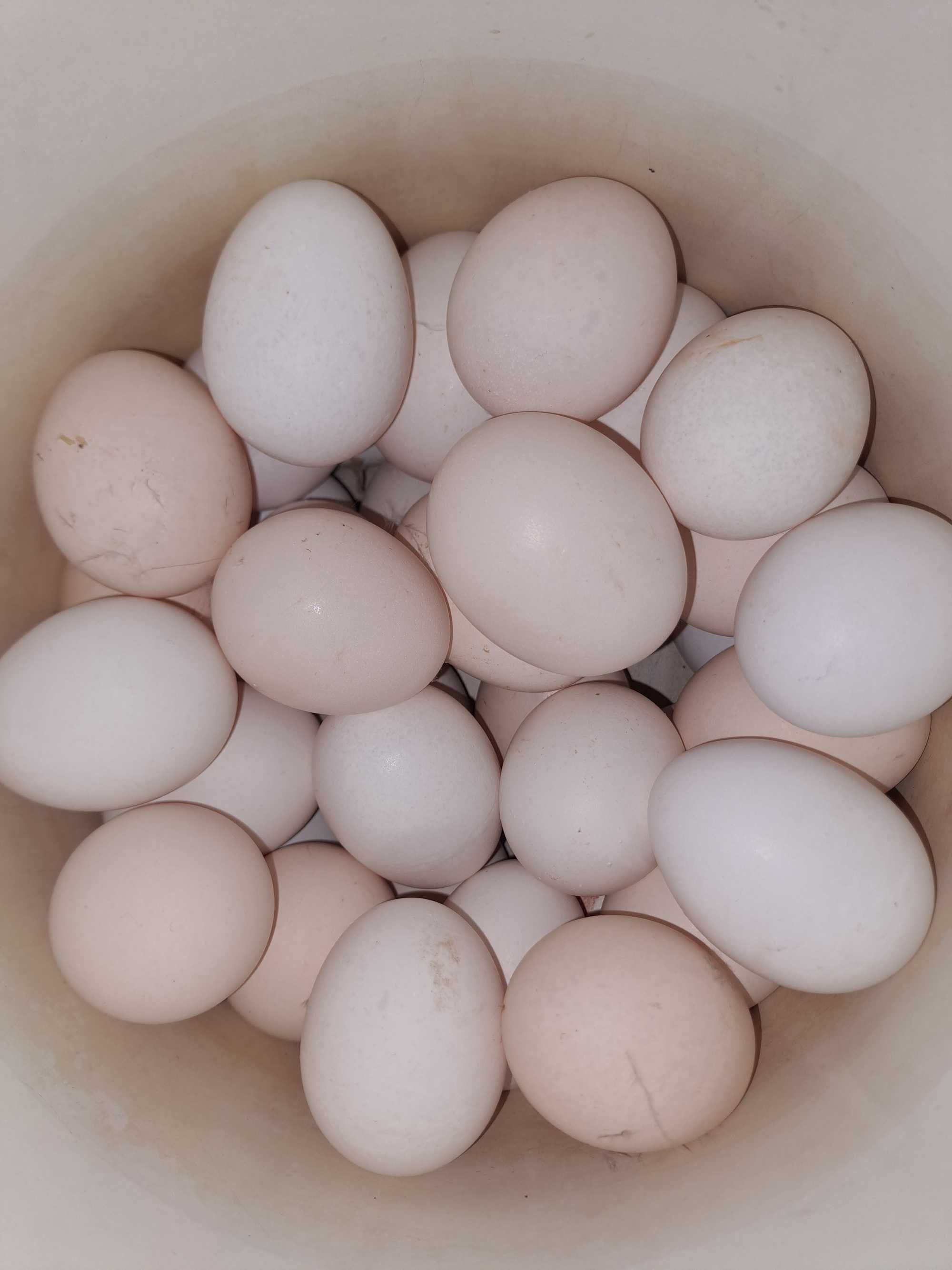 Домашние яйца породы борковская барвистая