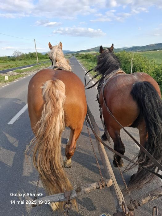 Vând  urgent iapă șargă de 3 ani jumate .