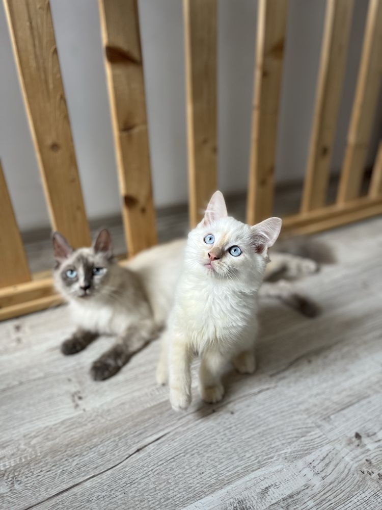 Mascul Ragdoll flame point