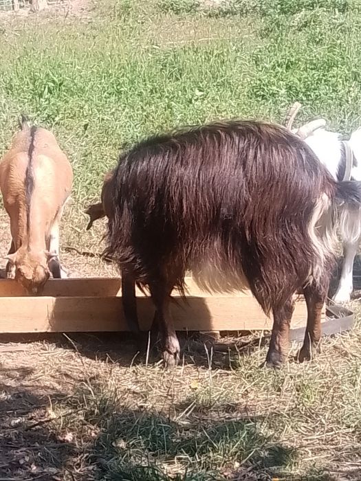 Capra de vânzare