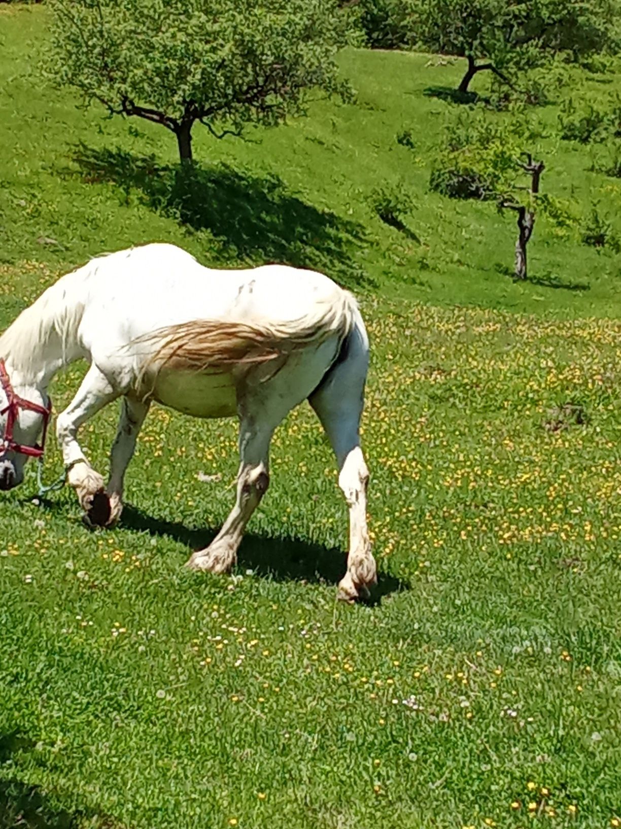 De vînzare o cîrlană și o iapă