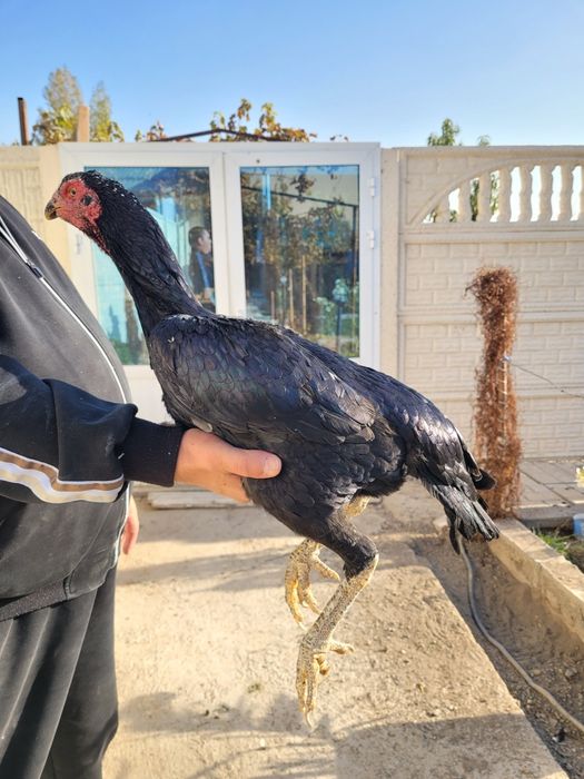 Dakan tovuq sotiladi