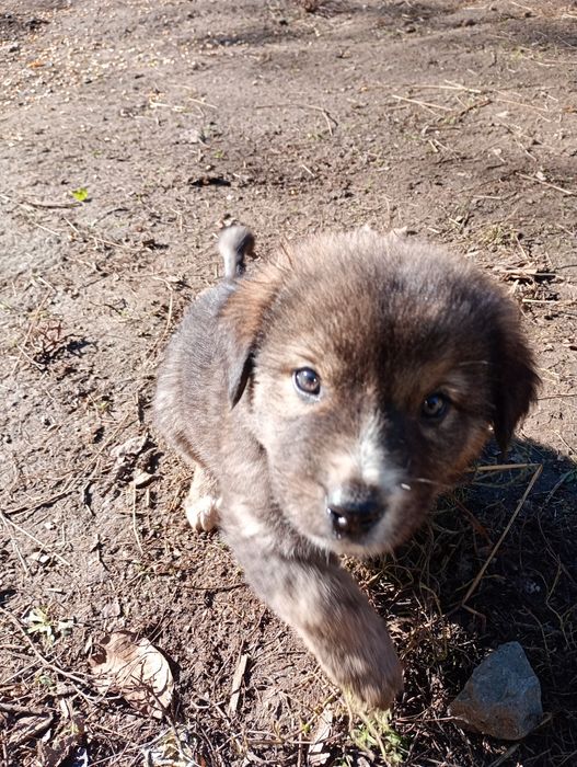 Donez cățelușe ciobanesc