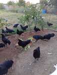 Vând 8 cocosi australorp
