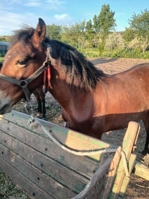 De vânzare harmăsar de 7 luni