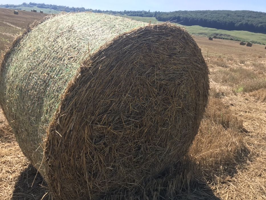 Baloti paie grau 250 kg