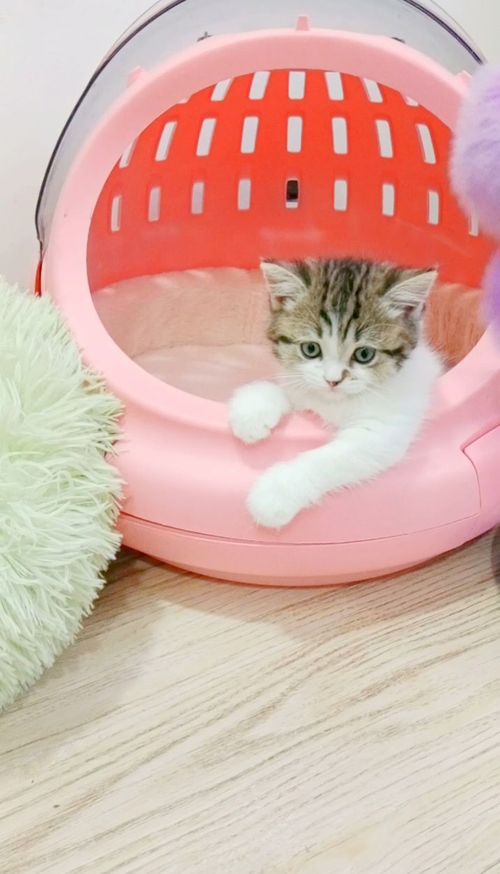 Чистокровные котята в любимцы