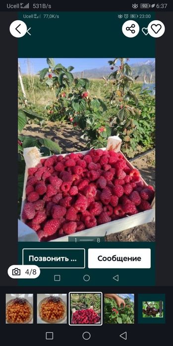 Малина черешня Шпанка