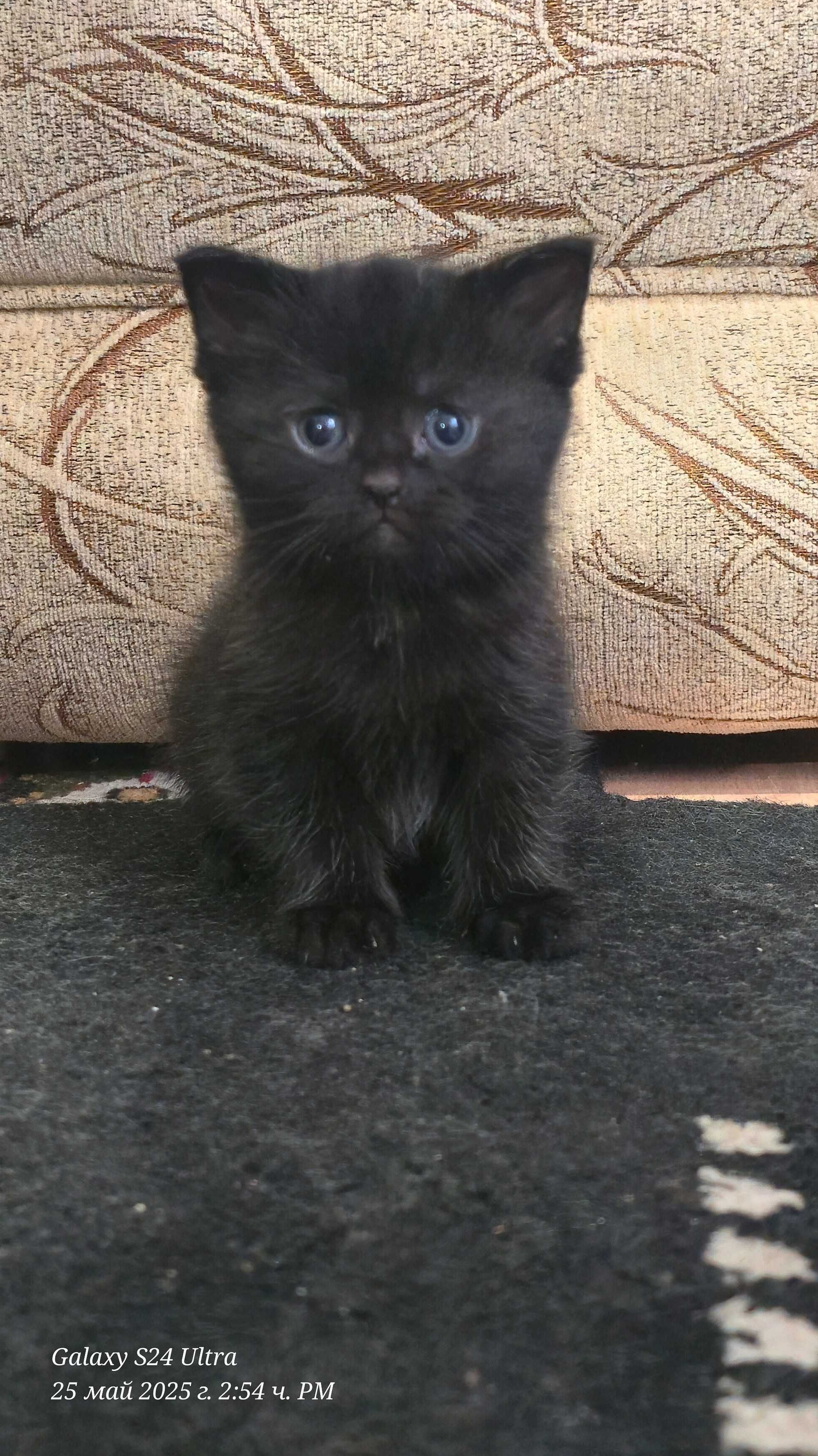 Британски котенца