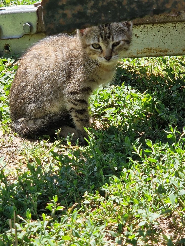 Pisoiasi pentru adoptie