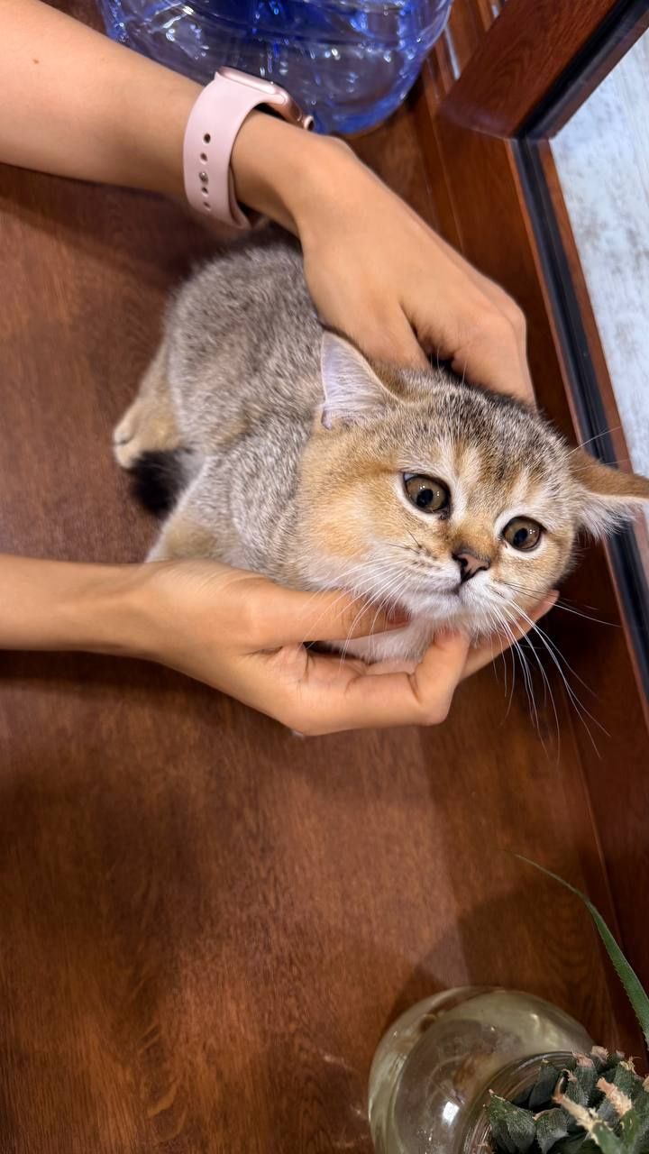 Продаю котенка срочно
