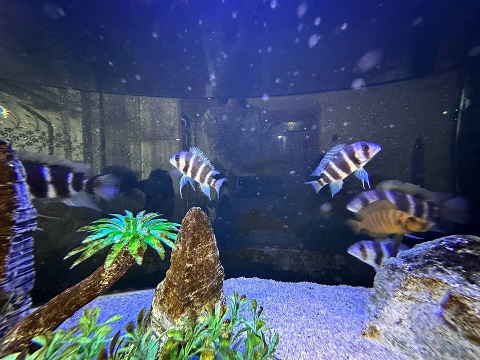 Хитой аквариум сотилади.