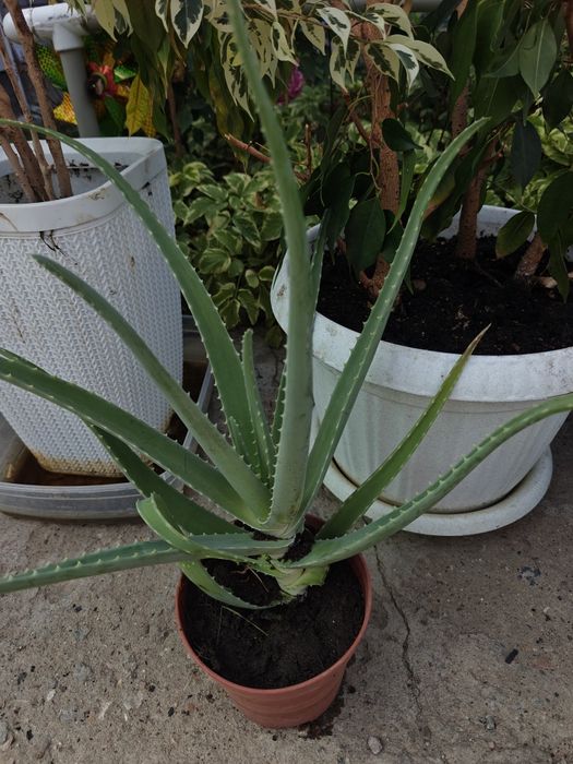 Продам алоэ вера лечебное