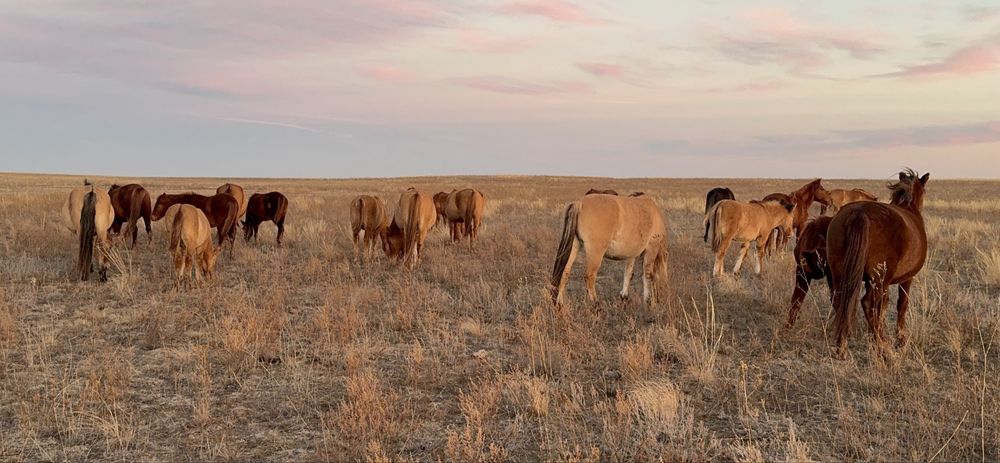 Үйір Жылқы сатылады Мұғалжар тұқымды.