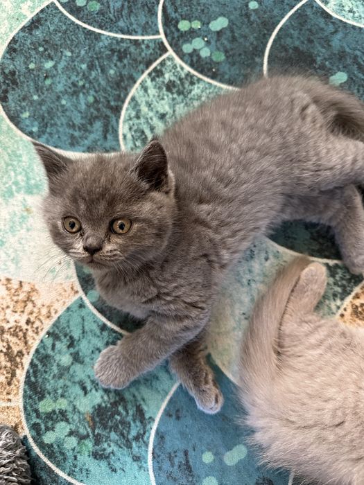 British shorthair blue