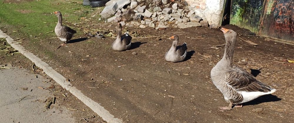 Млади мъжки гъсоци