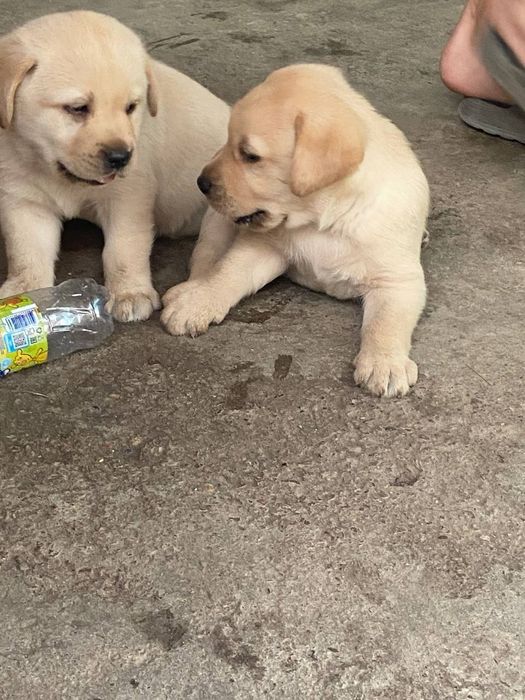 Готовятся к продаже чистокровные щенки лабрадора ретривера