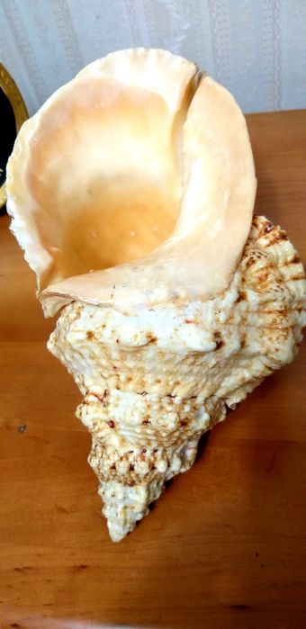 Морская раковина.