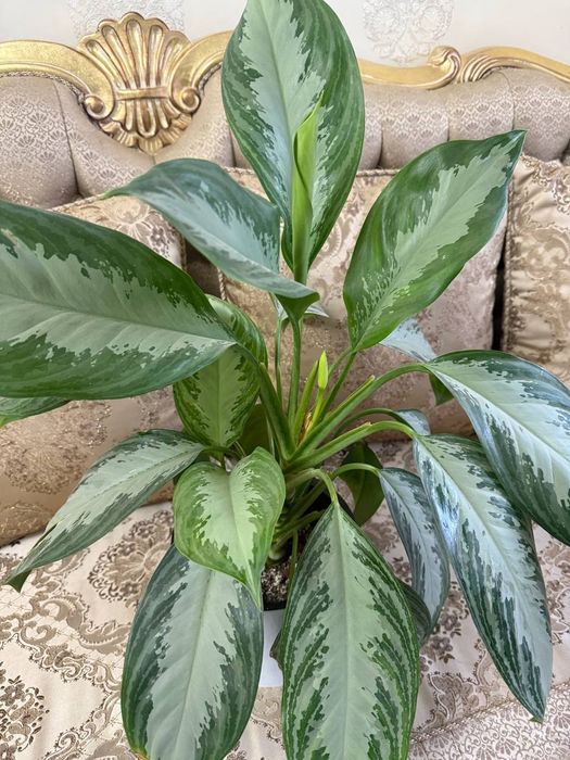 Цветы oglanema продаюца срочно