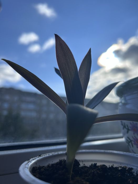 Секреазия пурпурная