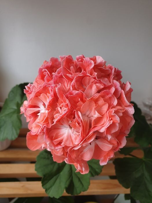 Пеларгония Леона Галактика, Эмануэль, Царевна Лебедь. Фиалки