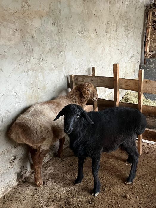 Саудасы бар азмаз