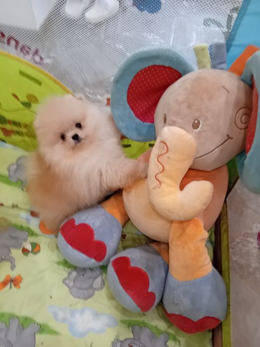 Померан мини померанче