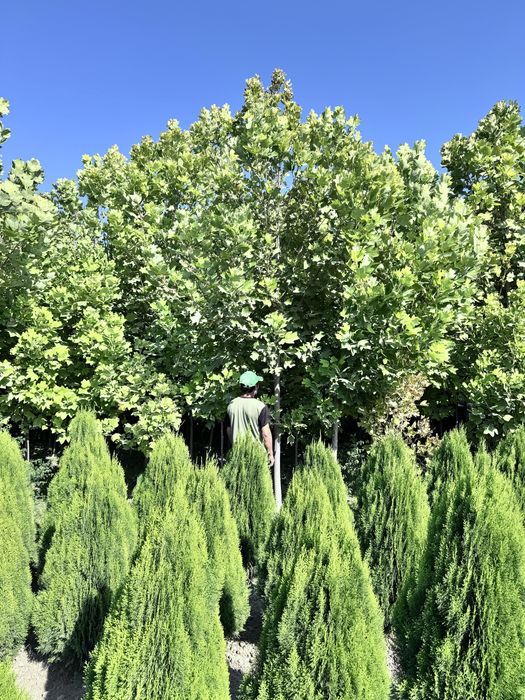 Dekarativniy daraxtlar va archalar