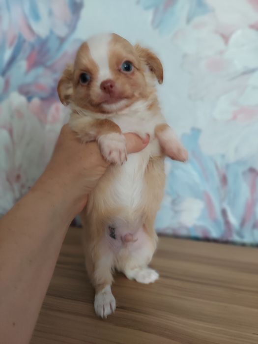 Продаю щенка чихуахуа