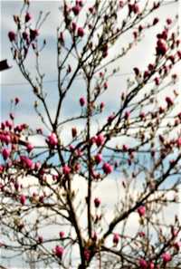 Puieți de magnolii