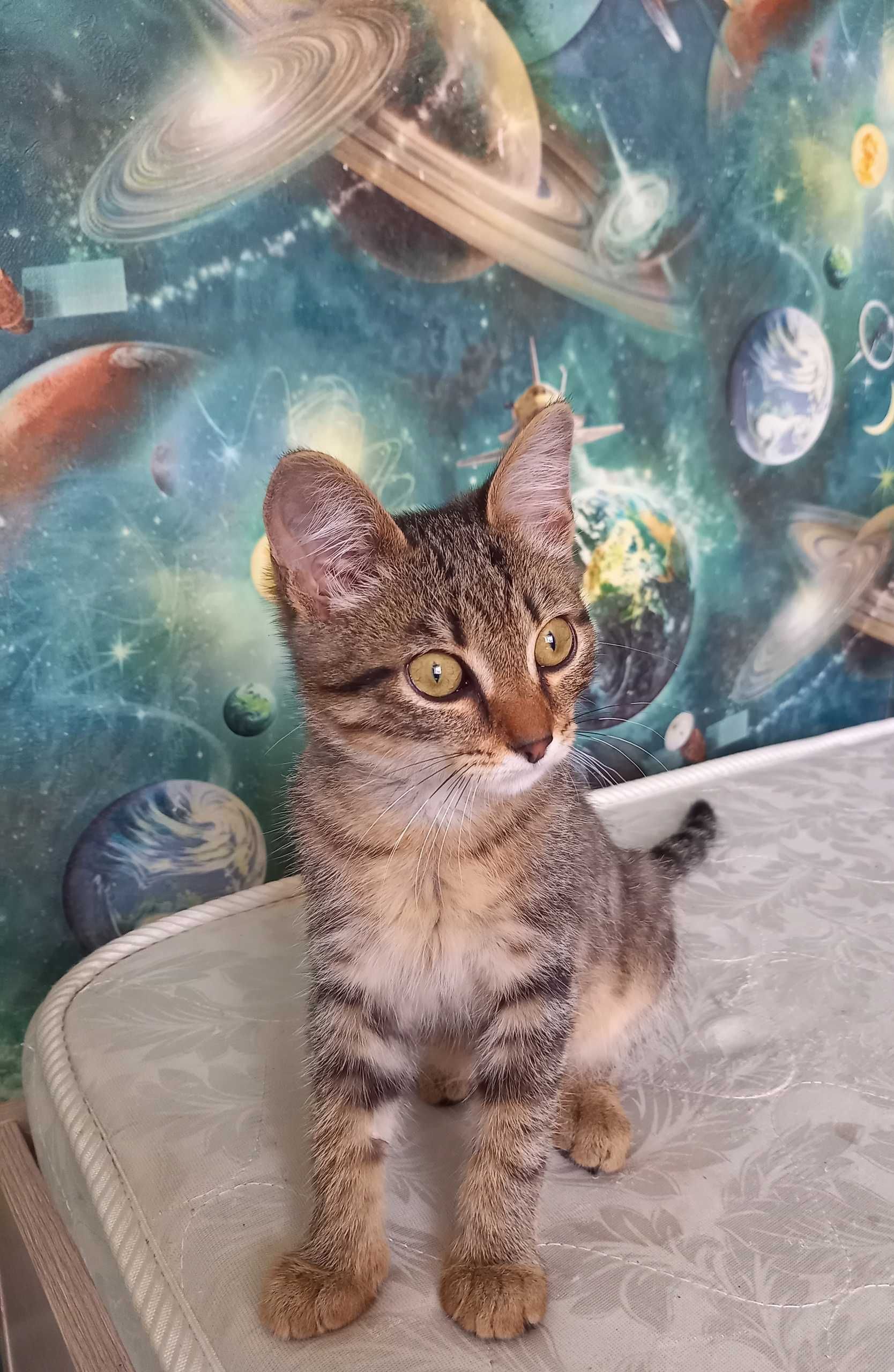 Ищем дом котенку