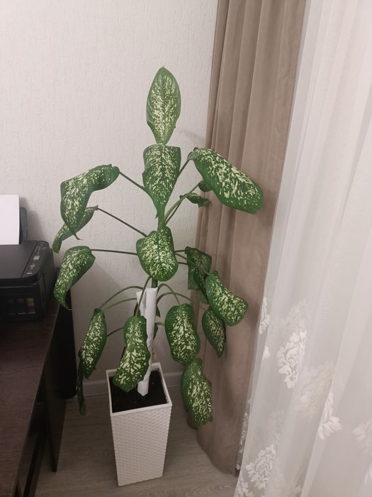 Долларовая дерева