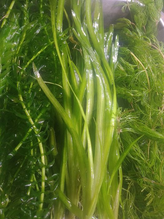 Набор неприхотливых растений