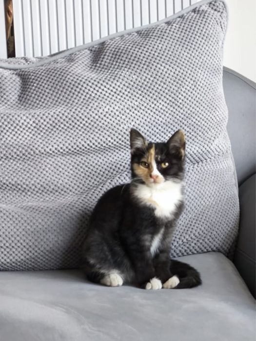 котята отдам в добрые руки
