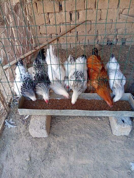 Домашные куры продается