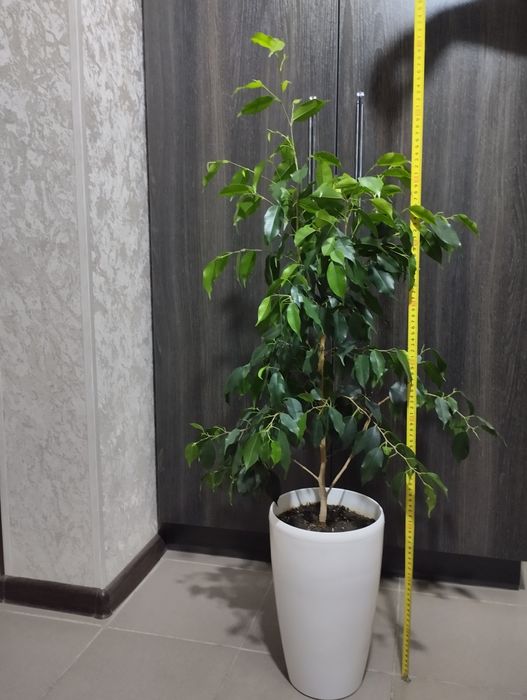 Фикус Бенжамина высота горшка 33см высота цветка вместе с горшком 100с